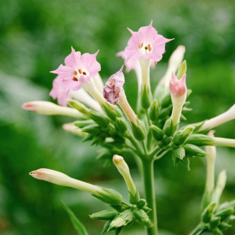 Nicotiana with green stem and new buds