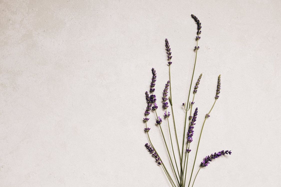 Care for lavender plants indoor