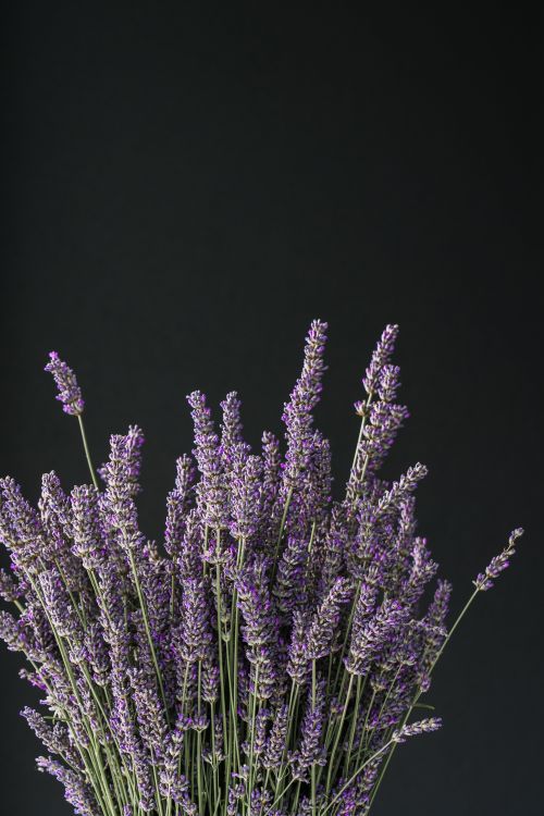 Lavender plant on black background