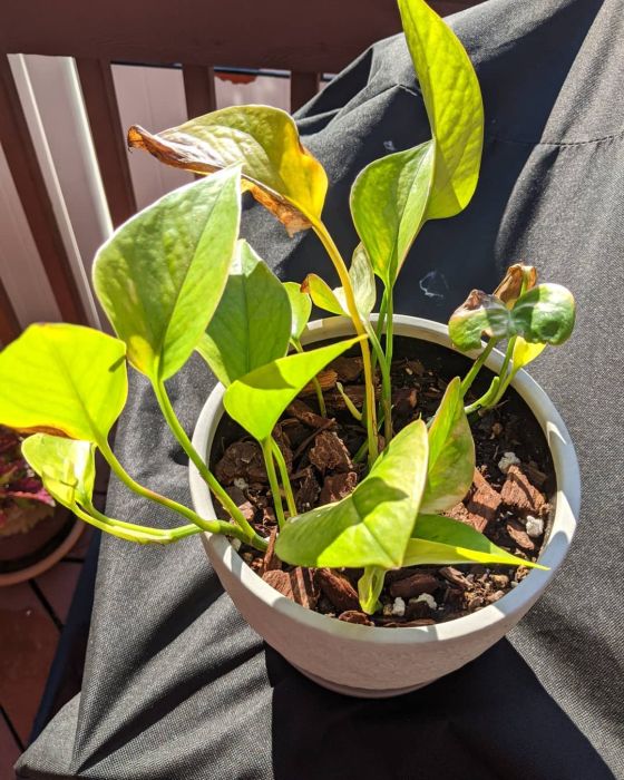 Pothos plant in a pot