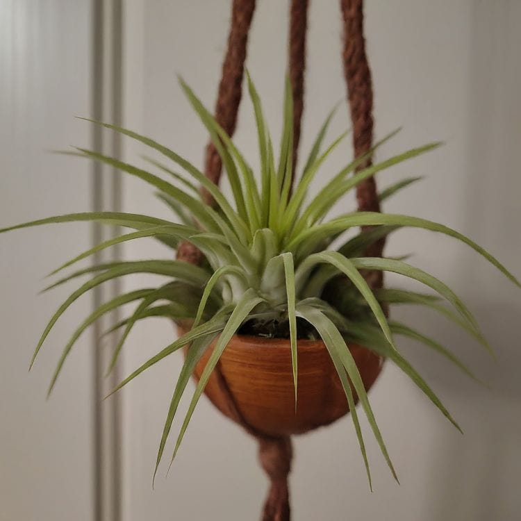 Air plant in hanging pot