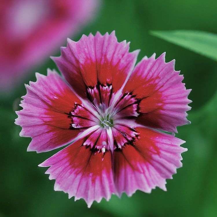 Pink flower of Dianthus 