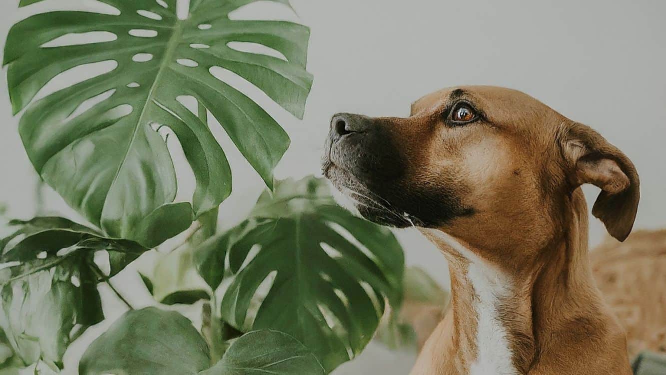Monstera plant toxic to dogs