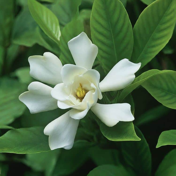 White flower of Gardenia
