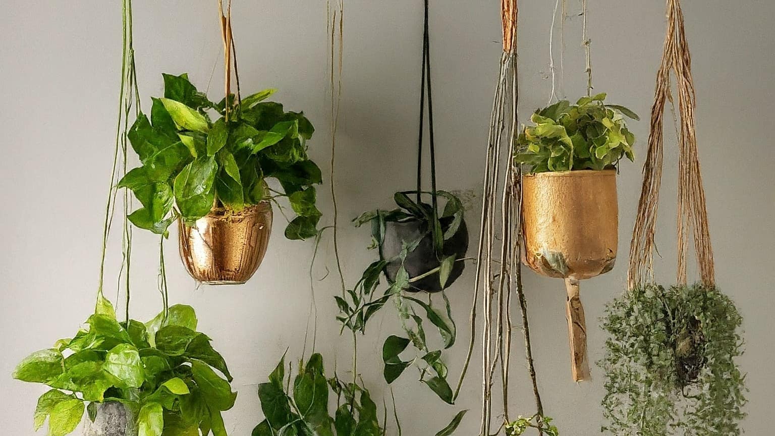 Low-maintenance hanging plants
