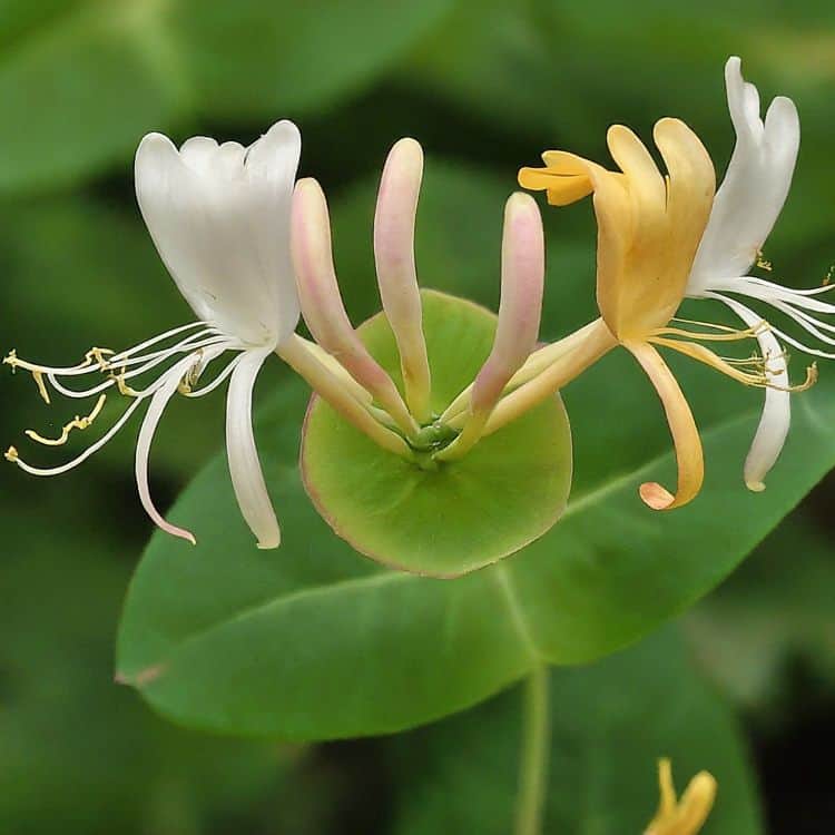 Flower of honeysuckle