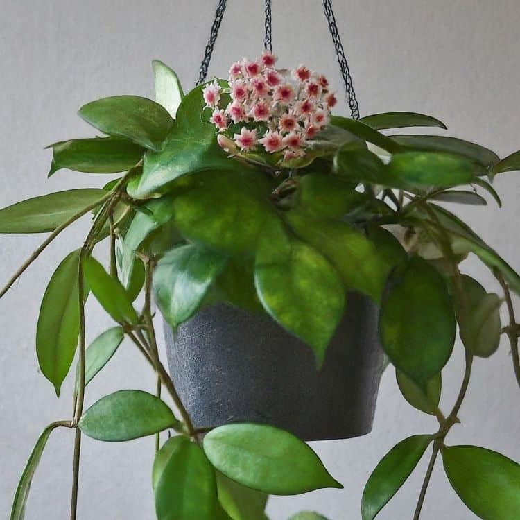 Hoya plant in a hanging pot