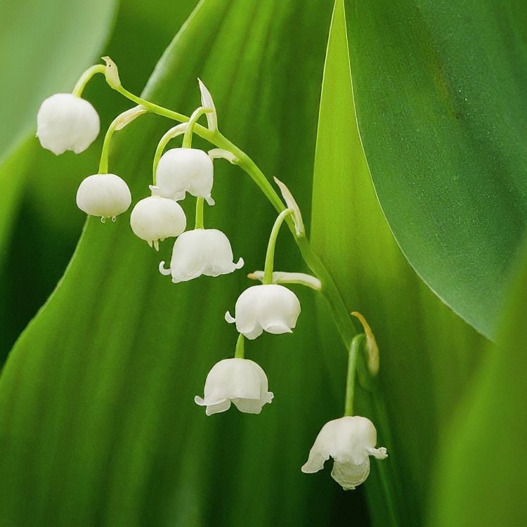 Flowers of lily of the valley