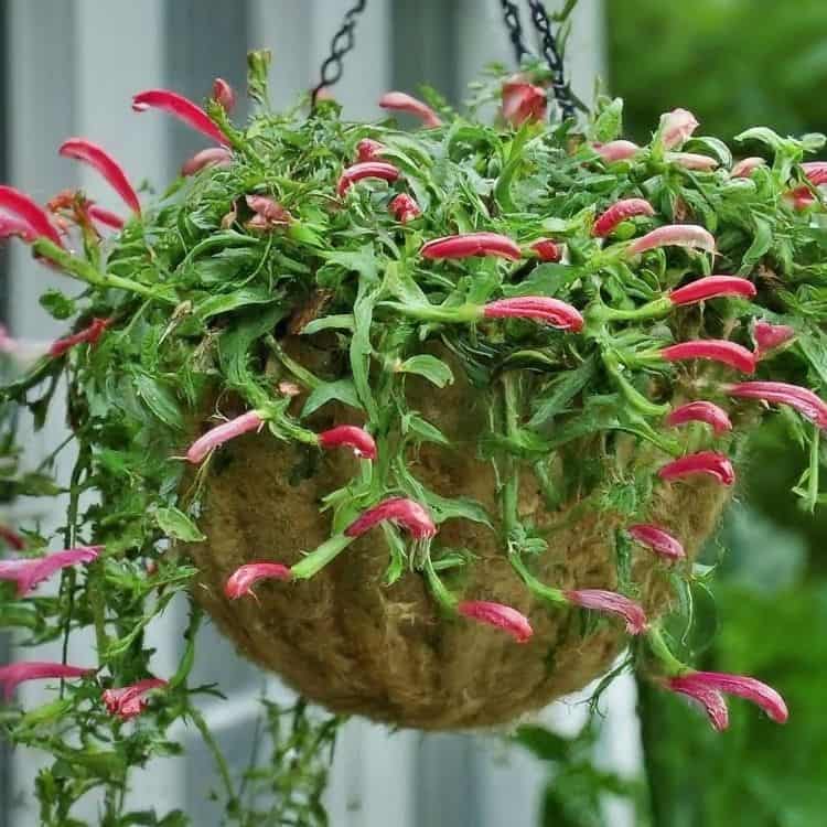 Lipstick plant in hanging basket