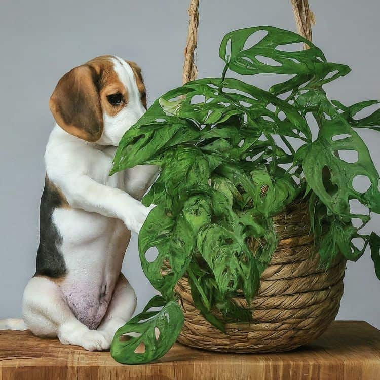 A dog nibbling monstera plant