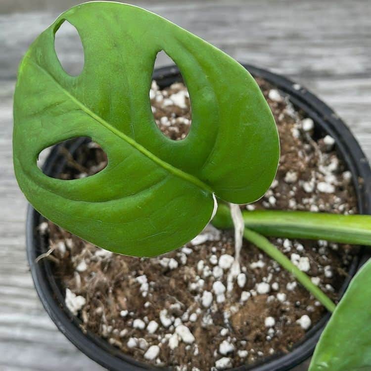 Mini monstera plant in soil