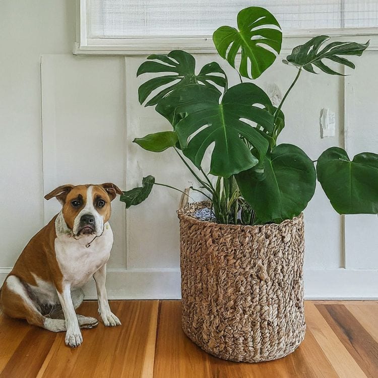 Dog is sitting near plant