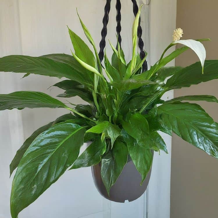 Peace lily in hanging pot
