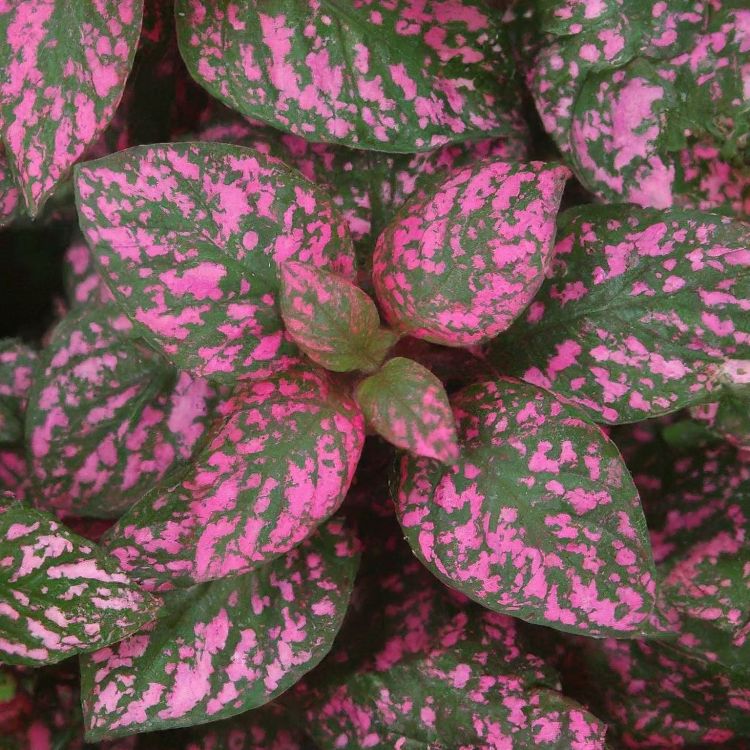 Pink polka dot plant