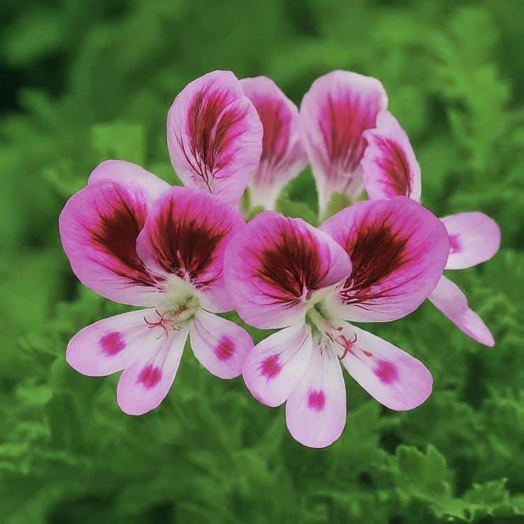 Scented Geraniums flowers