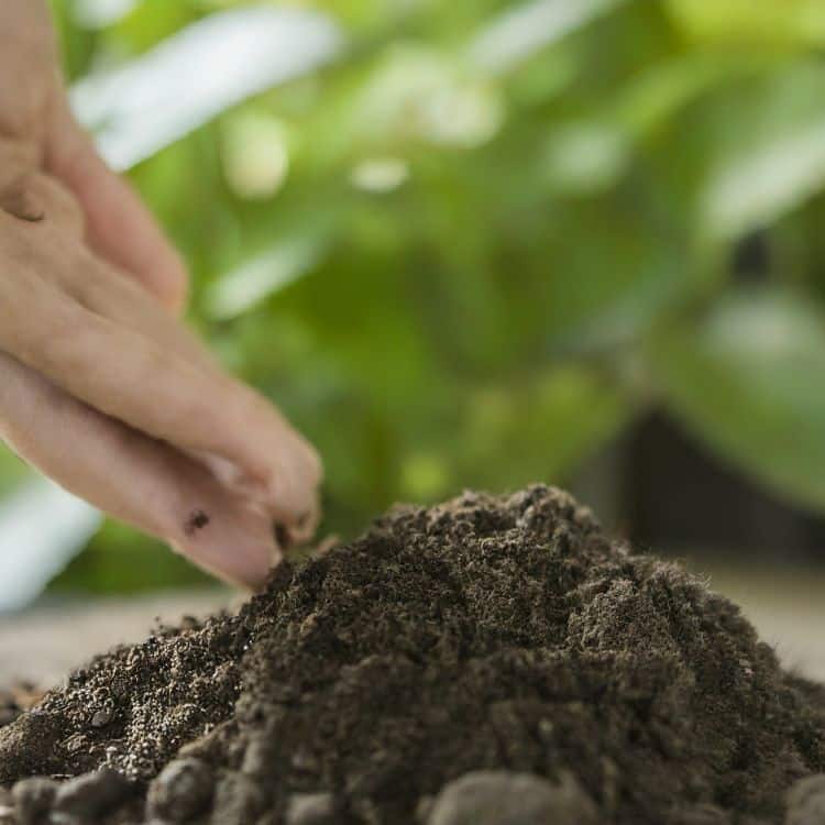 Soil for plants